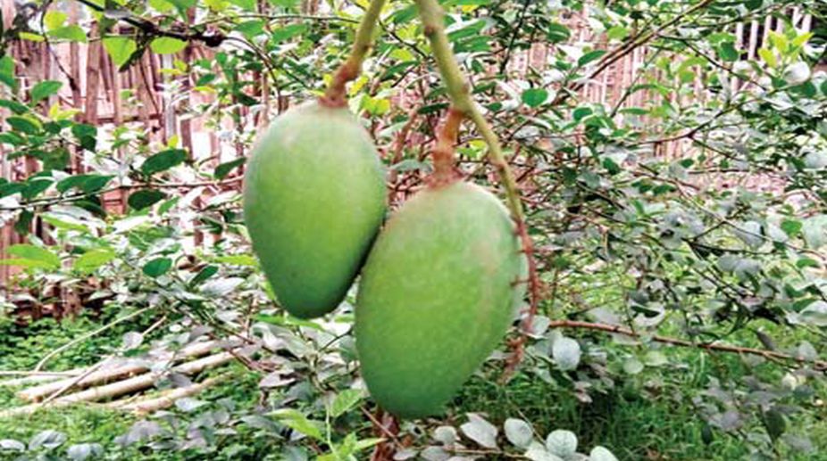 Malda hopes for bumper mango yield this year