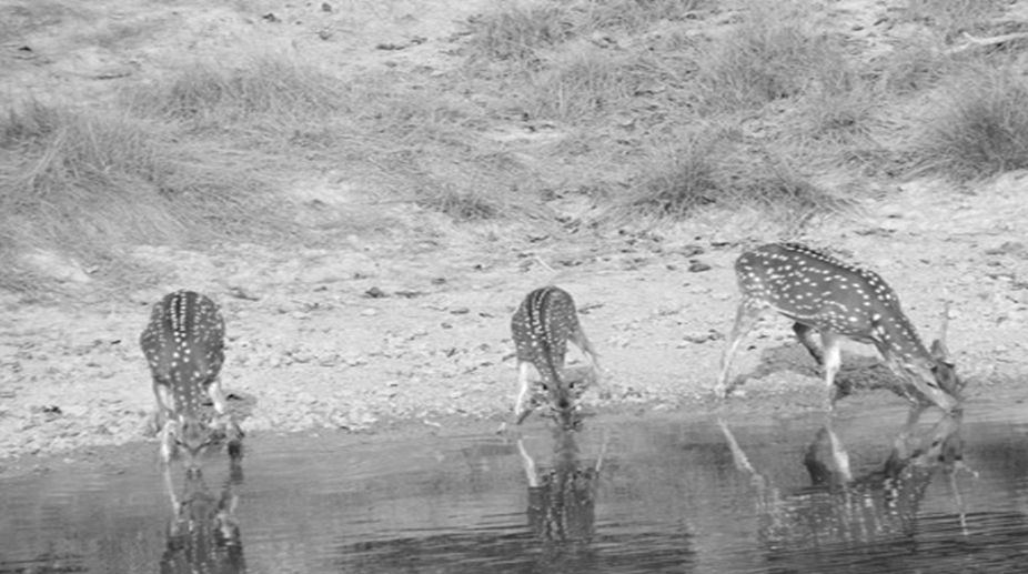 Rourkela repairs water bodies for wild animals