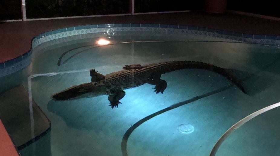 Video: 11-foot alligator found in family’s pool, rescued