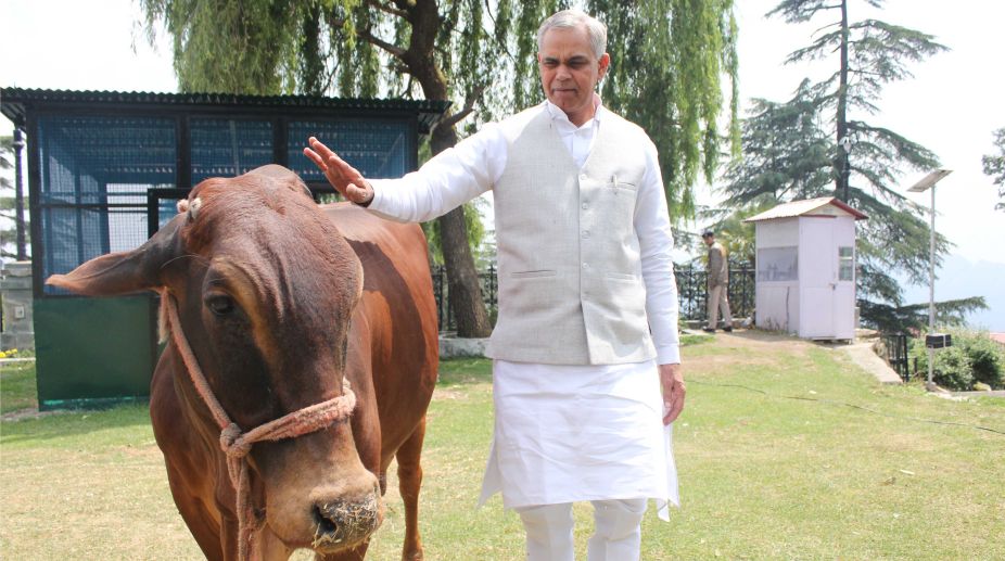 Himachal Pradesh’s love for ‘desi’ cow and natural farming