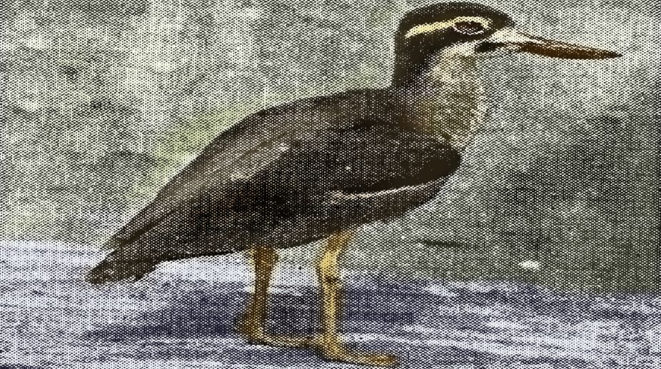 goggle, Burhinidae, Great Stone Plover, North Bengal