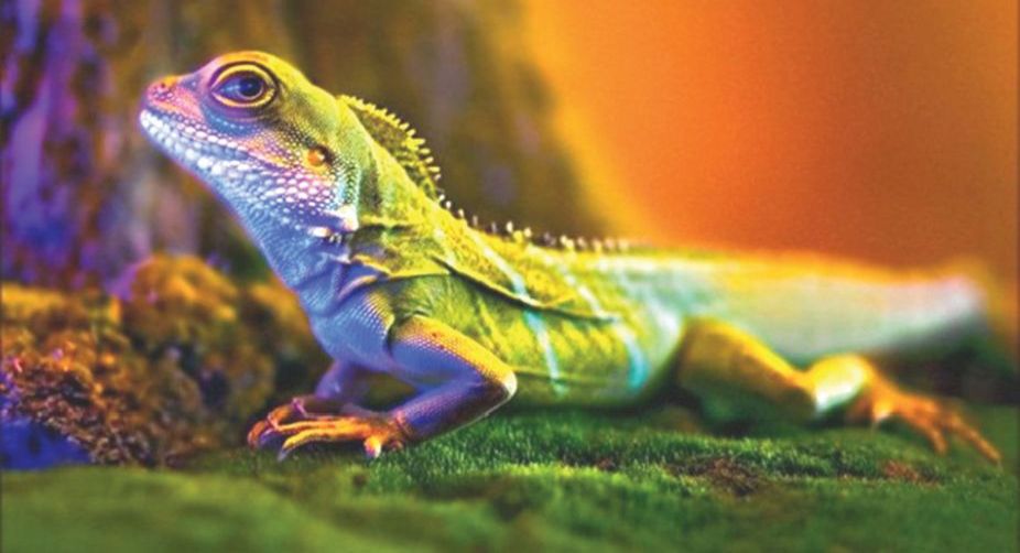 lizard