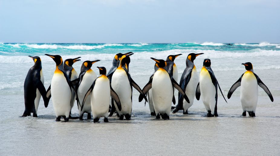 World Penguin Day | Climate change is dramatically altering their habitat