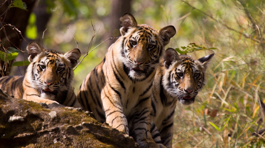 Tiger Cubs at Sariska