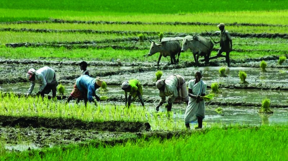 Farmer in Focus~II