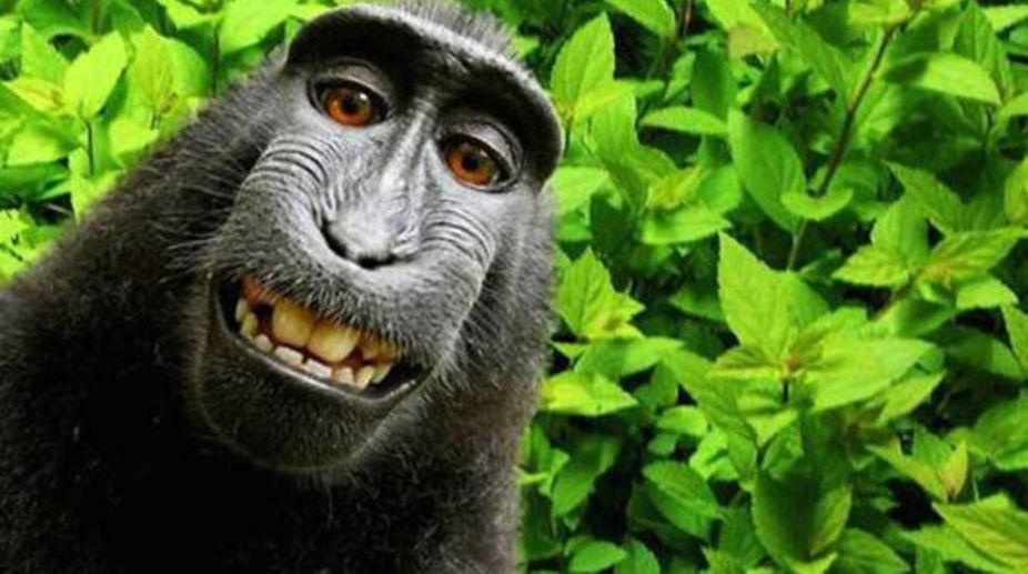 Monkey Naruto loses legal battle for selfie copyright
