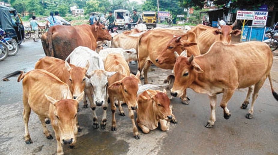 Shelter homes for stray cows and bulls in gram panchayats - The Statesman