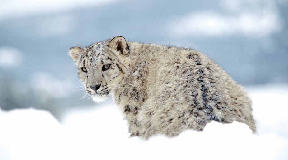 Himalayas, snow leopards, climate