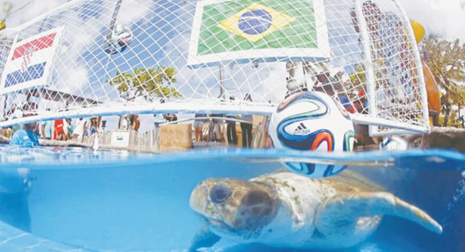 Big Head, the patriotic turtle who chose his country Brazil as the winner of the 2014 Fifa World Cup opener