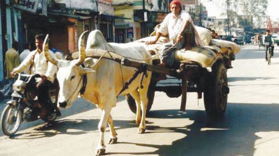 Animal, Gwalior, Animal-powered carts, Gwalior