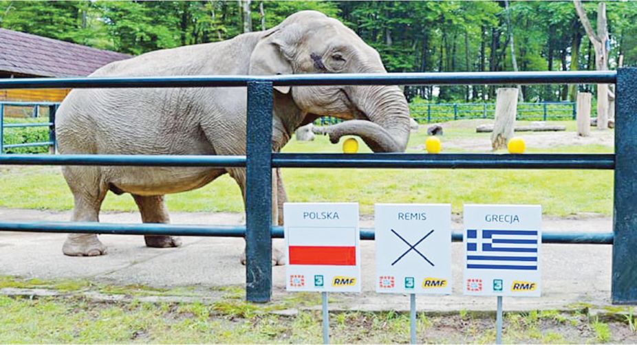 Citta the Elephant goes for the right melon
