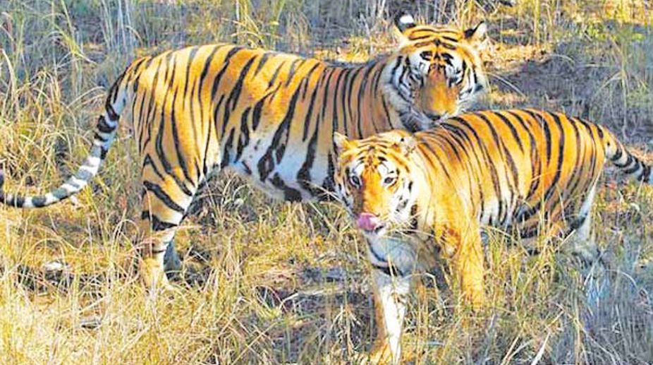 Six tigers to make Odisha’s state reserve their new home
