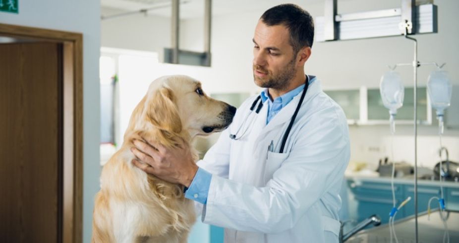 Study reveals facility dogs in children’s hospitals benefit both patients and staff