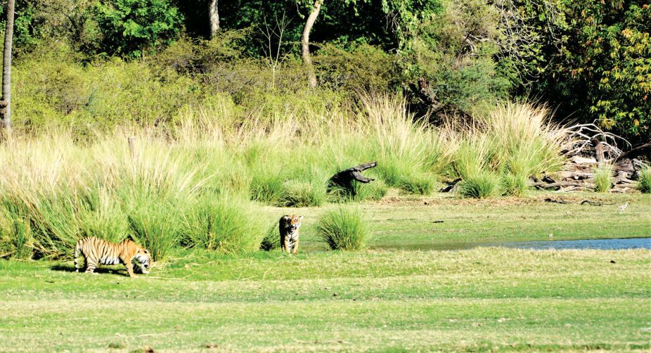 Face-off at Rajbagh Lake, Ranthambhore NP