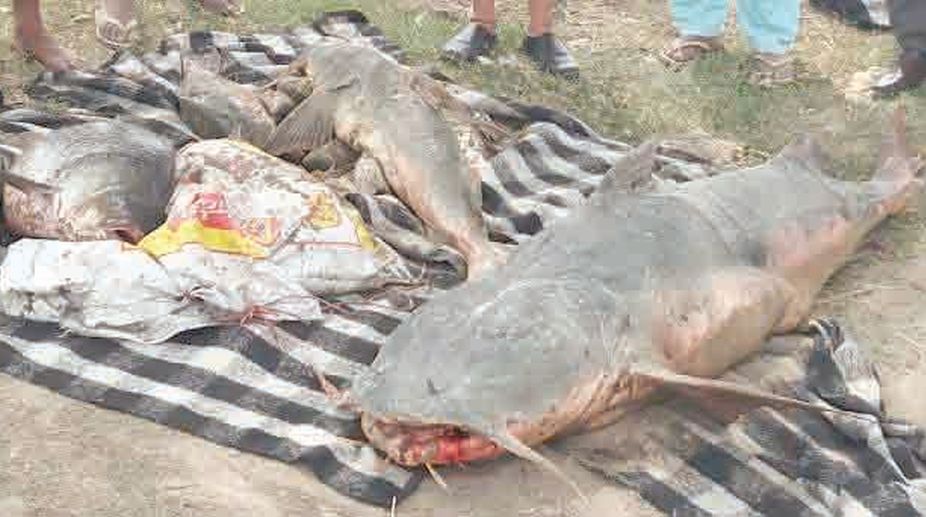 Leakage of molasses major issue ahead of Shahkot election