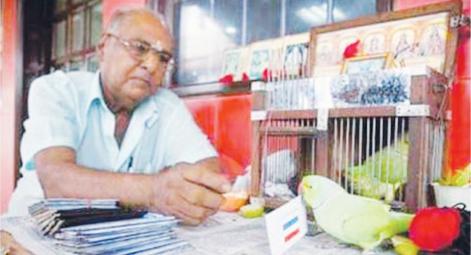 Mani the Parakeet wrongly favours the Netherlands