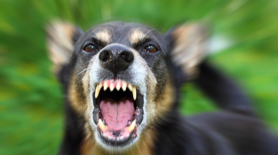WHO calls for fast-tracking of efforts to eliminate rabies