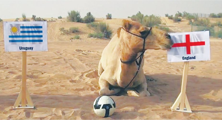 Shaheen the Camel predicts the outcome of one of the 2014 Fifa World Cup matches