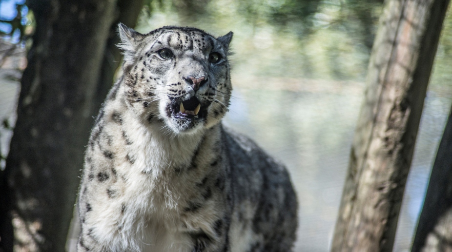 Legal instruments, partnerships needed for conserving wildlife corridors: WWF