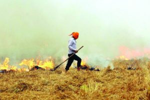 Stubble burning: Central govt sanctions Rs 1100 cr for crop residue management