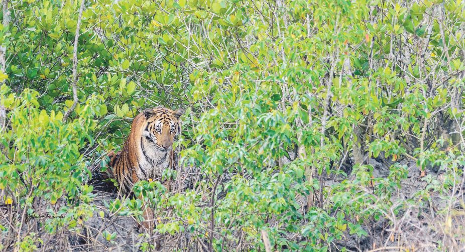 Sunderban Tigress