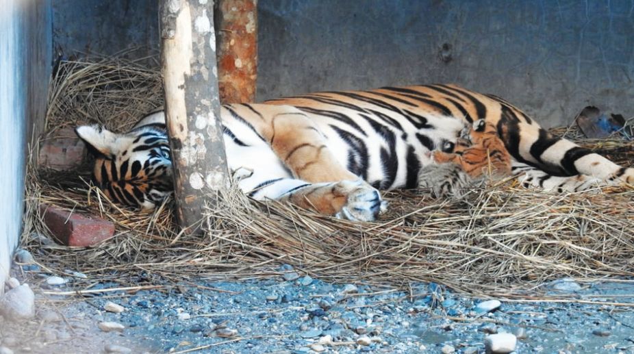 Royal Bengal tigress gives birth in Siliguri park