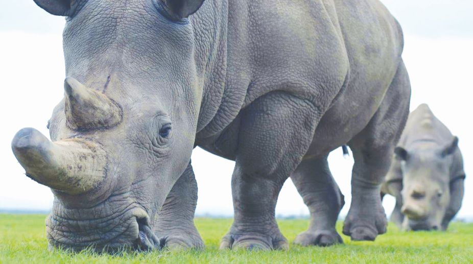The world’s last two remaining female northern white rhinos live in Kenya.