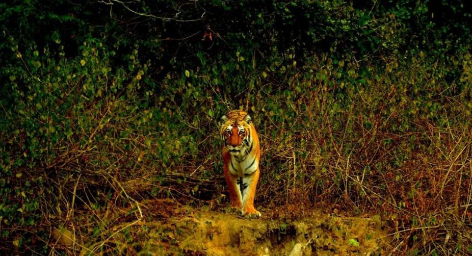 Tigress in Corbett NP