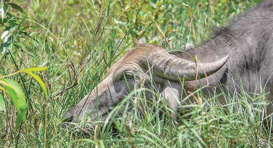 farmer, sugarcane fields, wildlife experts, WWF Tigers Alive