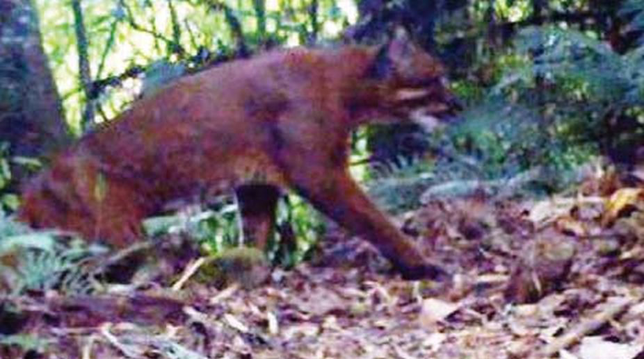 Buxa cameras catch rare Golden Cat