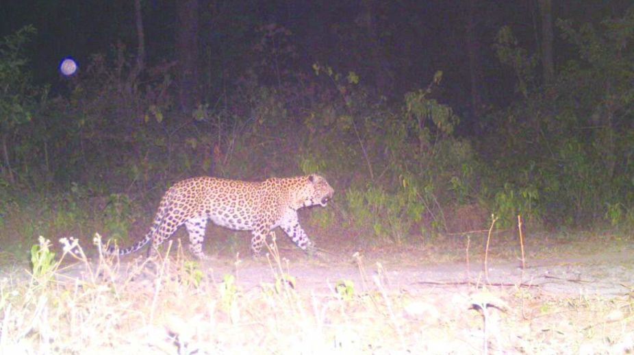 Killer leopard declared man-eater