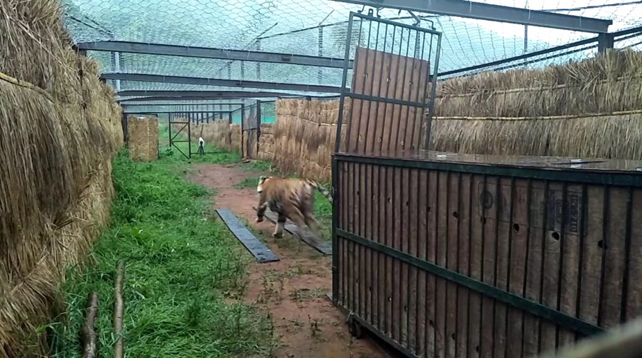 tiger translocation