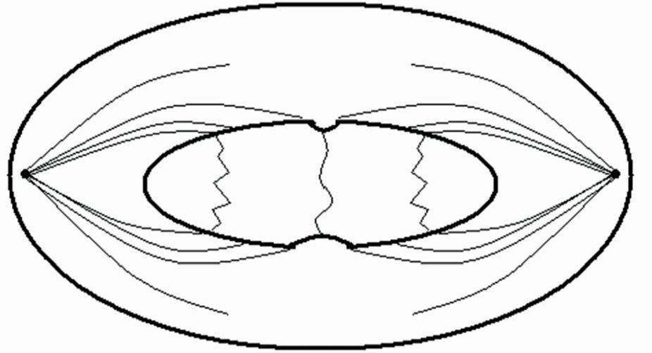 DNA, cell division, Cell Biology, Hokkaido University