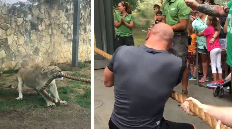 Watch a lioness defeating 3 WWE superstars in tug-of-war competition
