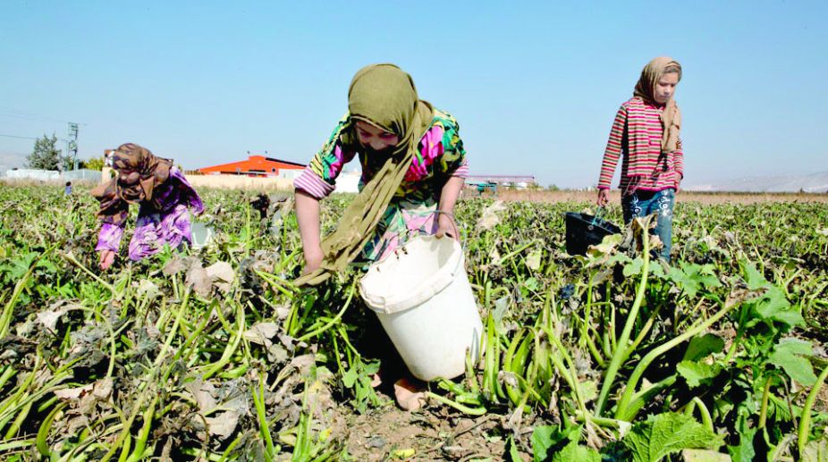 Child labour in agriculture rising: FAO