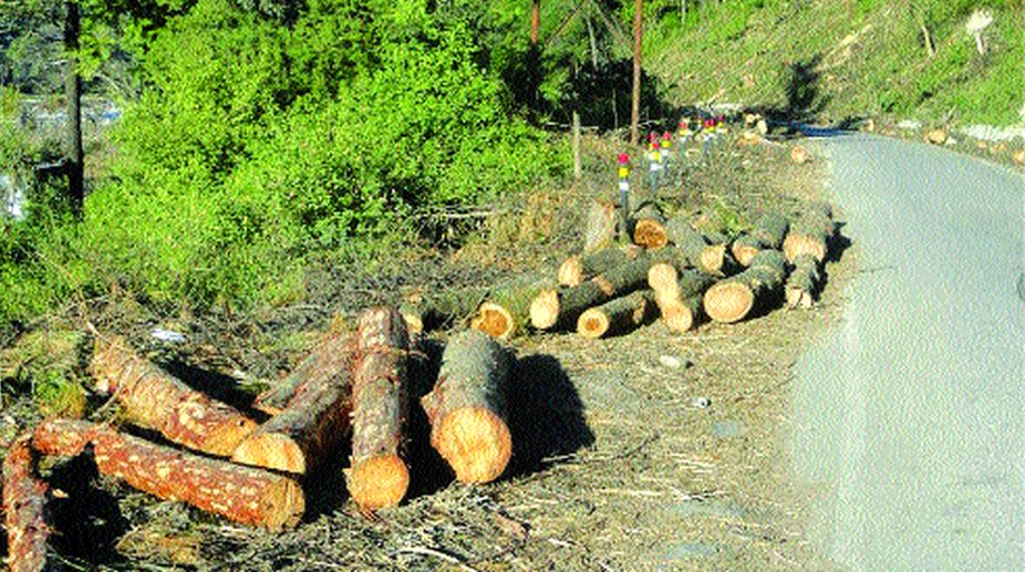 Cutting trees in fragile hills