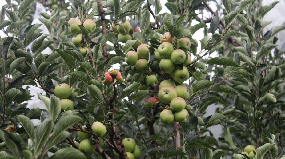Himachal farmers hail hike in import duty of ‘Washington Apples’