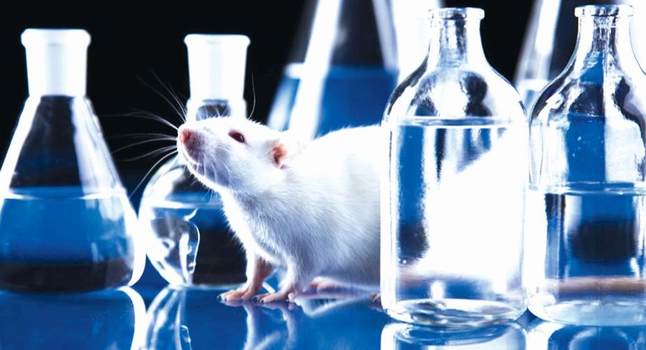 cockroaches, Apollo 11, animal testing, Liza Fazio, Gord Pennycook