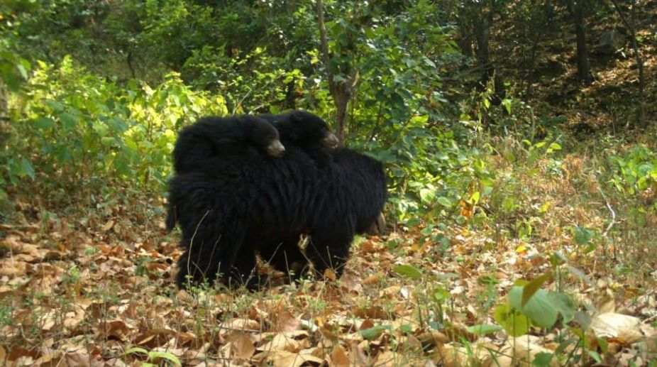 Hidden camera captures mother bear carrying cubs at Rajaji Tiger Reserve