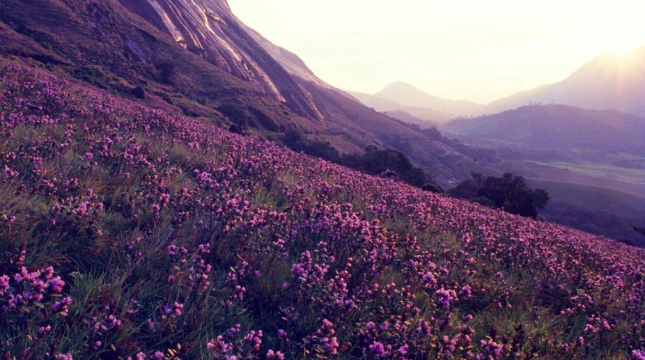 Neelakurinji blooming season ahead, Kerala Tourism expects high footfall