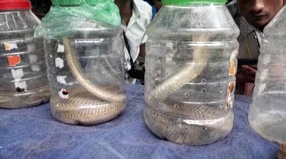 62 baby cobras, 3 cobras, 5 kraits rescued from house in Odisha’s Bhadrak | Watch video