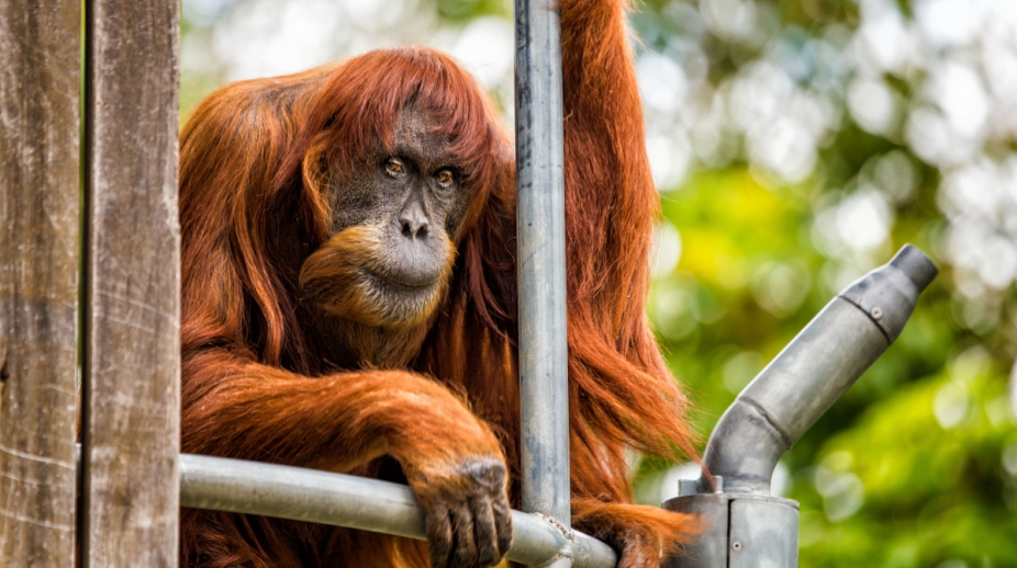 Puan oldest orangutan