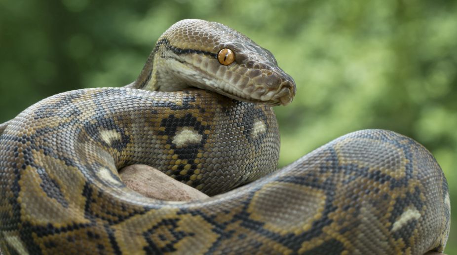 Python, Indonesian woman swallowed
