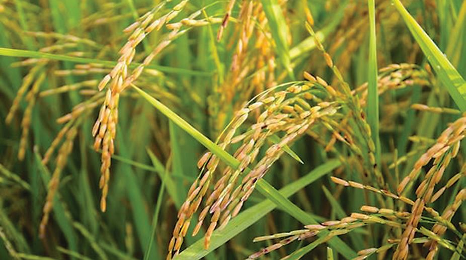 A plan to improve rice yields