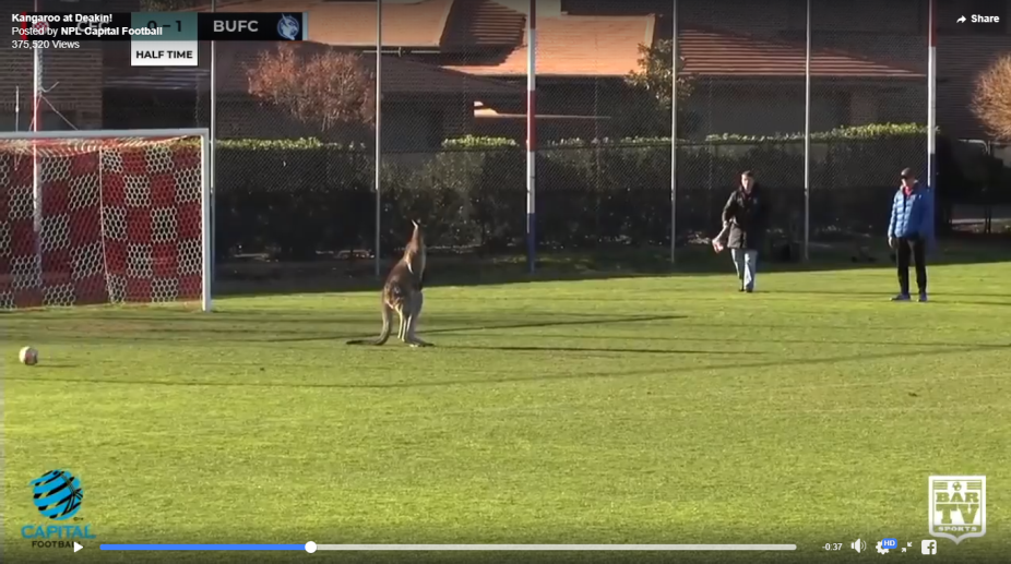 Watch | Kangaroo halts football match in Australia
