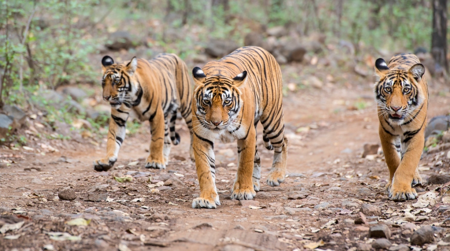 Odisha’s Satkosia Tiger Reserve ready to receive three pairs of tigers from MP
