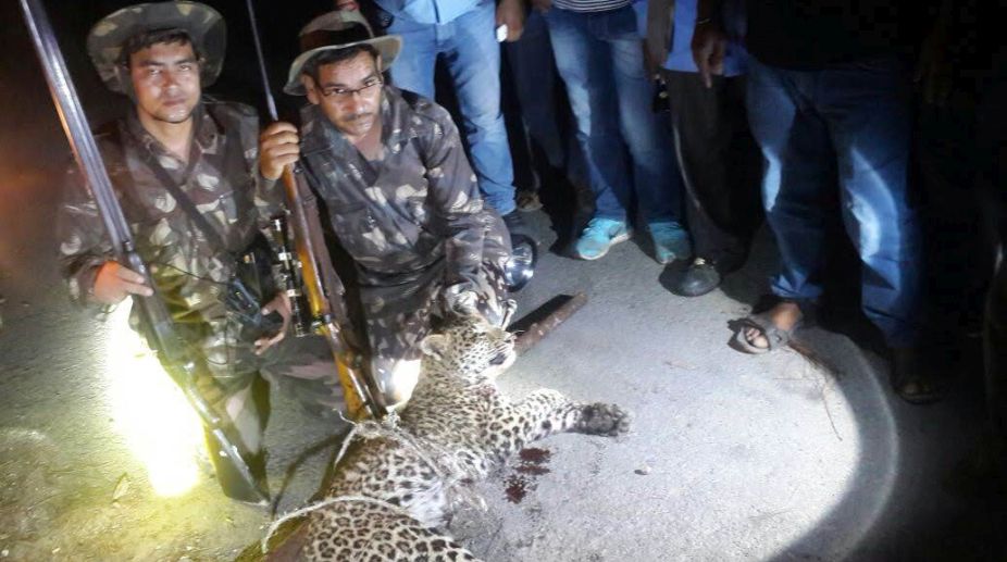 Hunter-teacher silences man-eater leopard, this was his 50th such kill