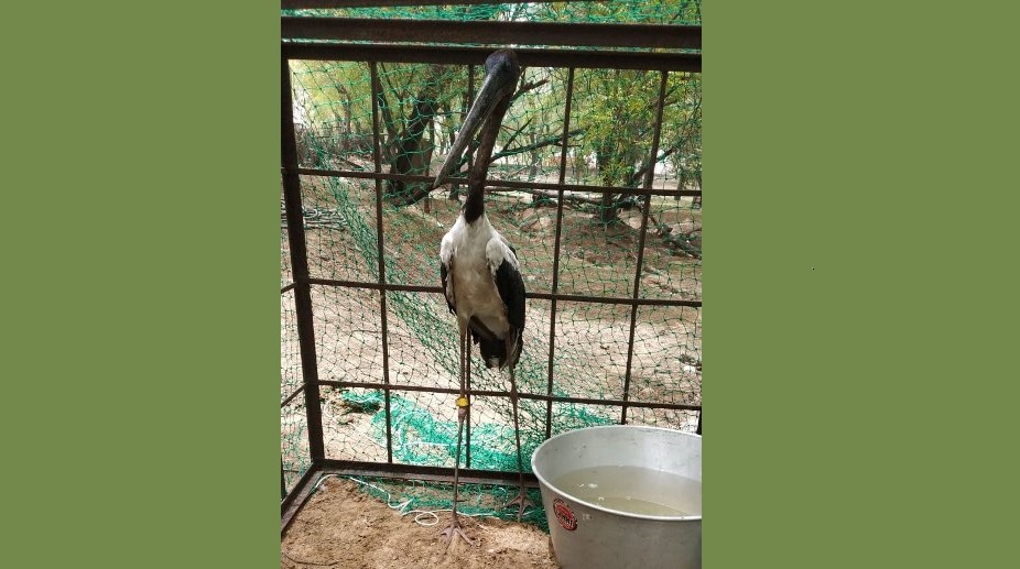 Black-necked stork with plastic ring around its beak rescued