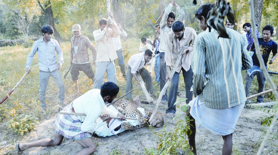 Compensation hiked for victims of man-animal conflicts in U’khand