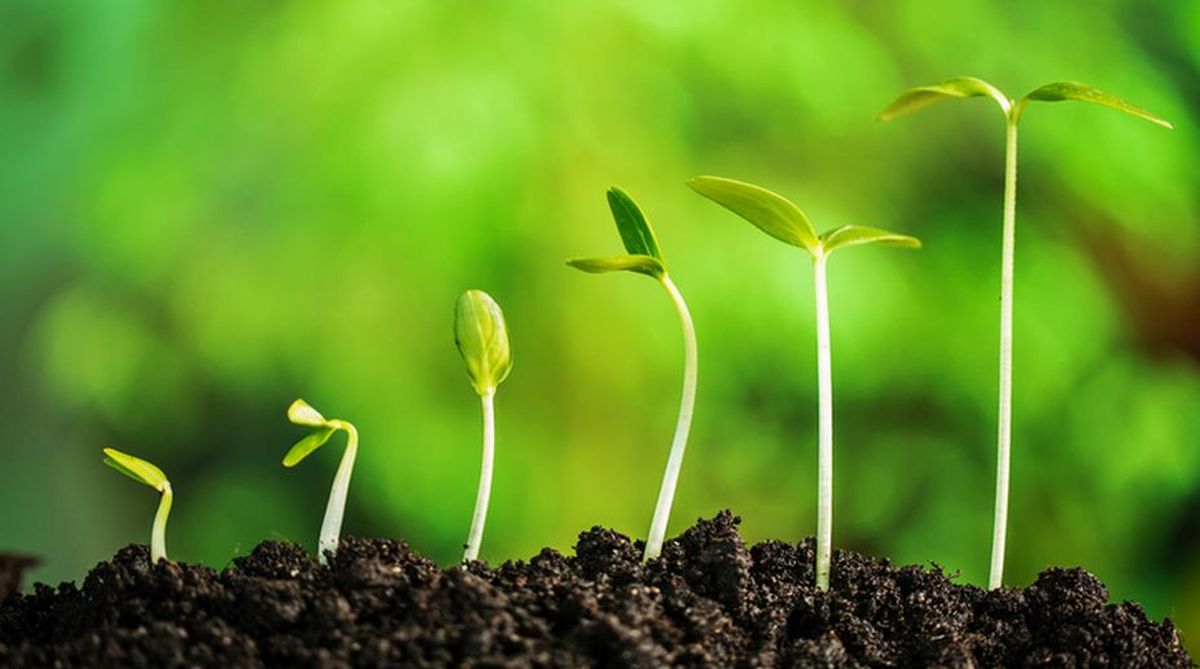 Haryana students to plant 20 lakh saplings - The Statesman